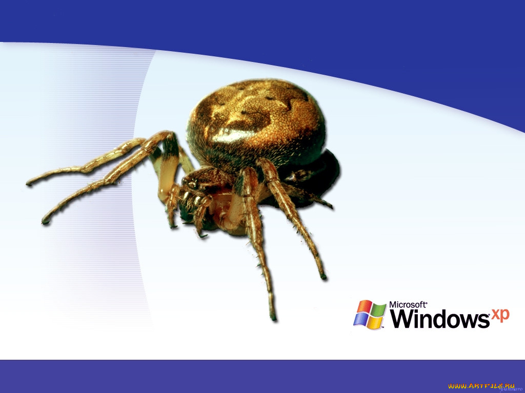 , windows, xp